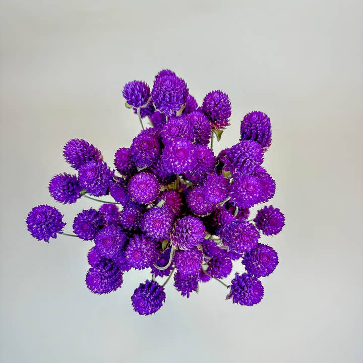 Lovejoy Farms Premium Dried Flowers - Wholesale Dried/Pressed Flowers - Purple Globe Amaranth – Naturally Dried Flowers1