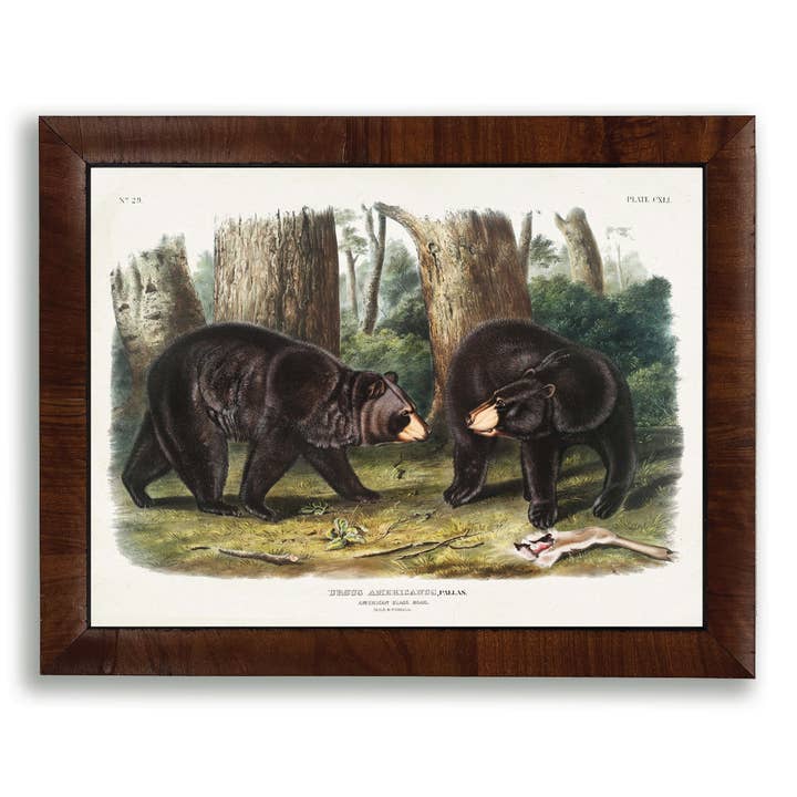 Audobon Schwarzbären für den Großhandel von Antique Curiosities Inc
