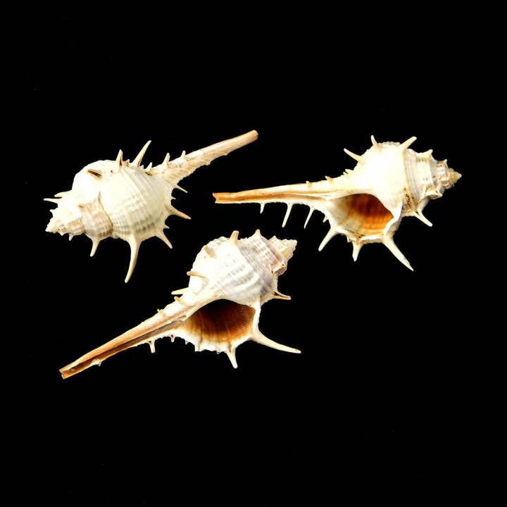 Darlene's Shells - Wholesale Decorative Tabletop Object - MUREX TERPINSPINA 3-4"0