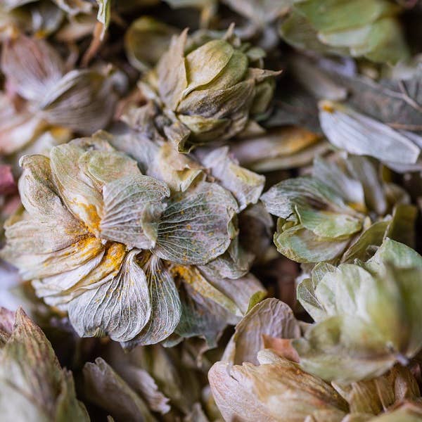 LE COMPTOIR D'HERBORISTERIE - Wholesale Health/Detox Tea - ORGANIC HOP INFUSION CONE 25G1