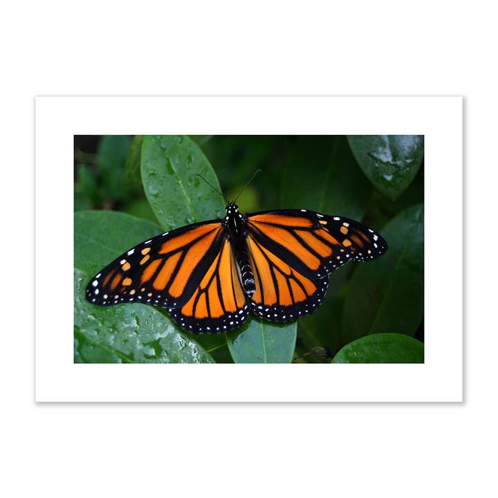 Sun Day Greetings - Wholesale Everyday Greeting Card - Monarch Butterfly Blank Card