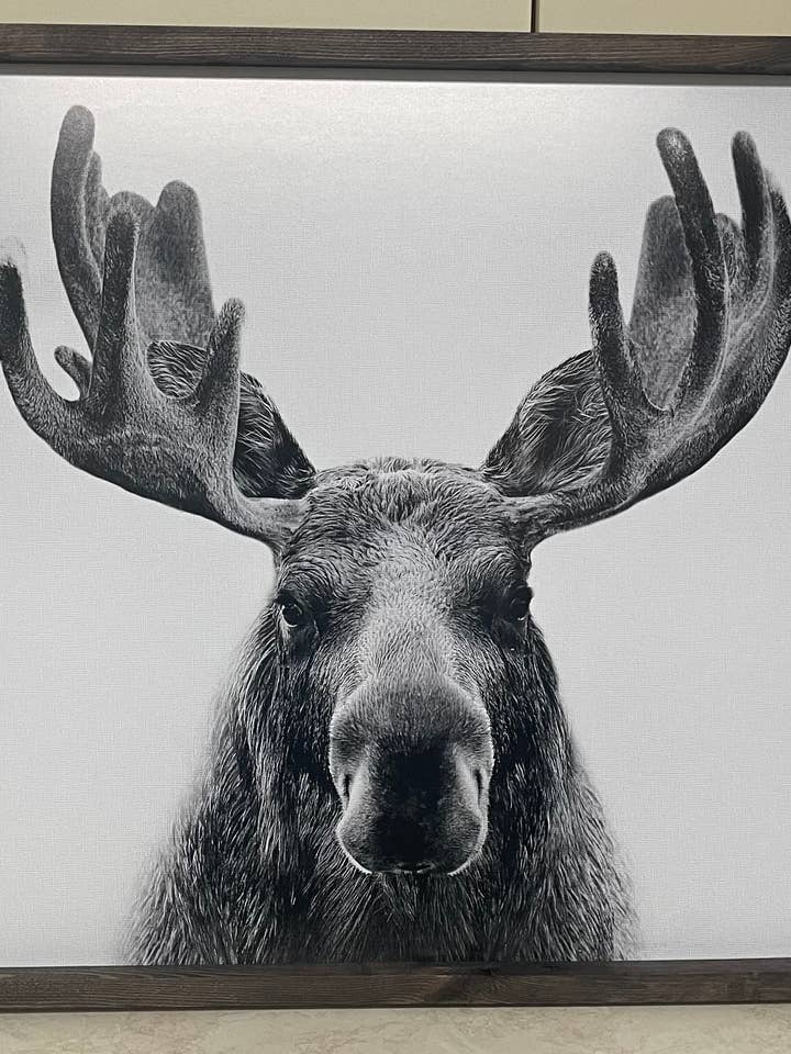 Portrait d'orignal pour la vente par Bauer Co.