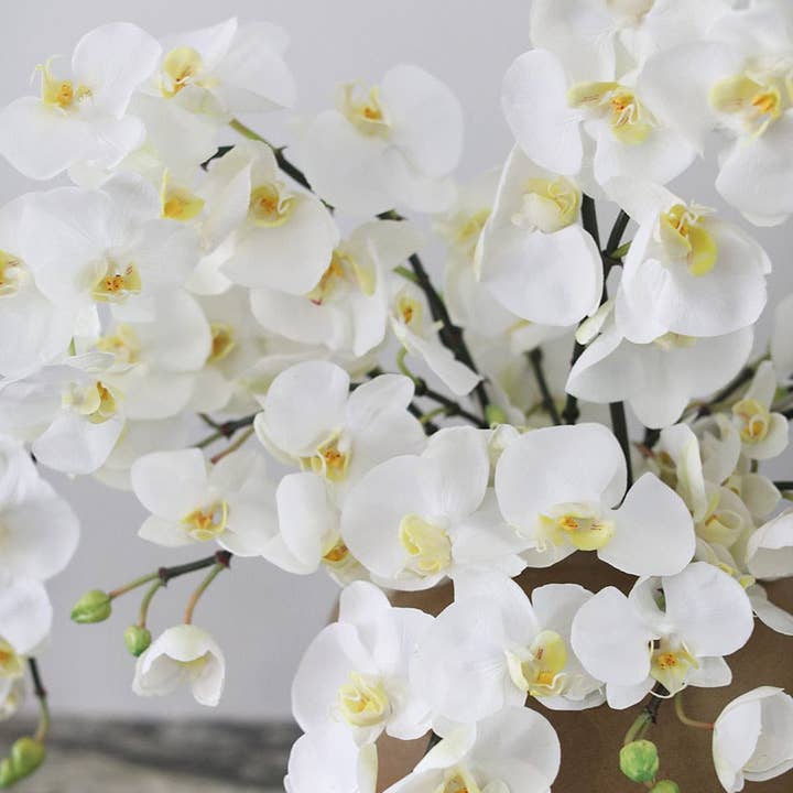 Prestige Botanicals - Vente Fleurs artificielles - Orchidée Phalaenopsis à Fleurs Blanches 34"7
