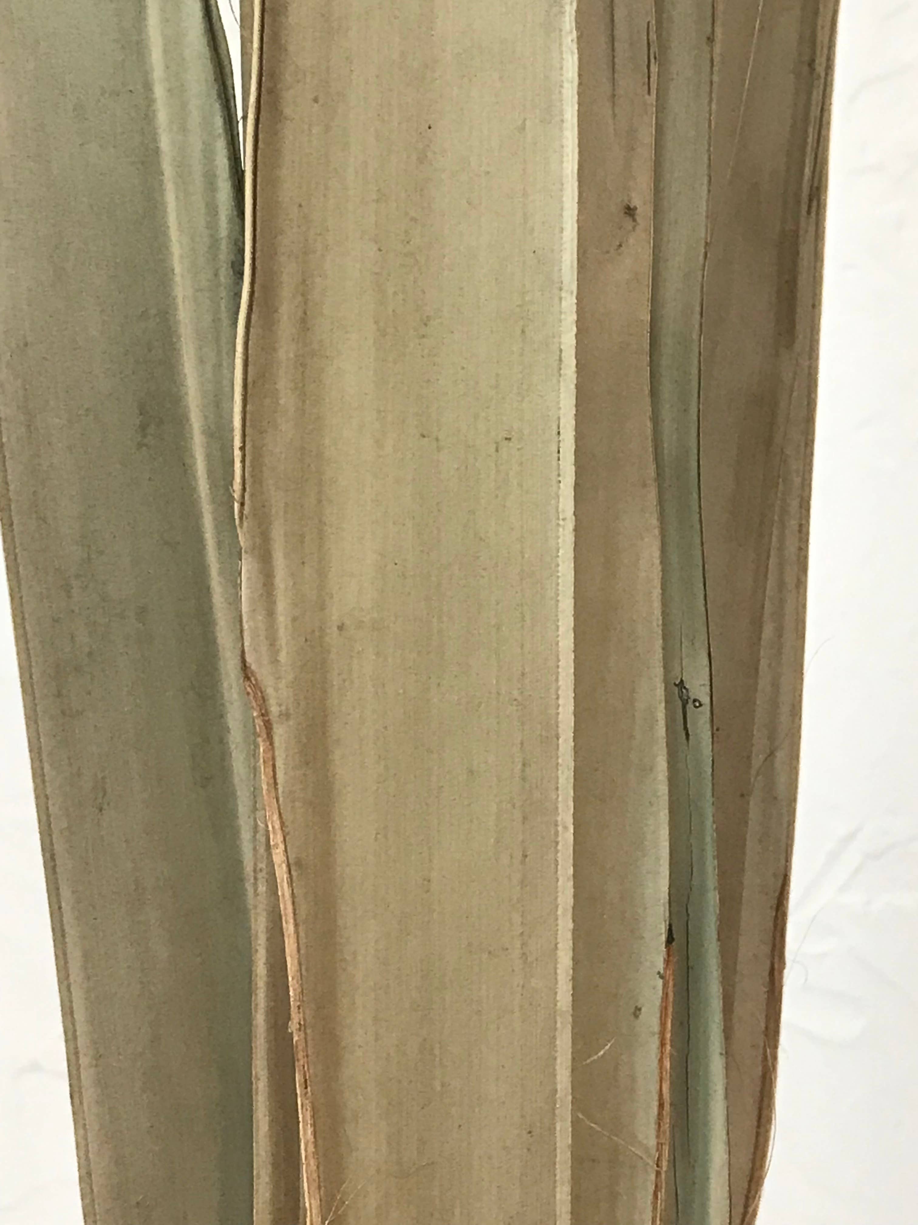 Wilco Home - Wholesale Dried/Pressed Flowers - 300 Grams Natural Dried Sun Palm Leaf Bunch2