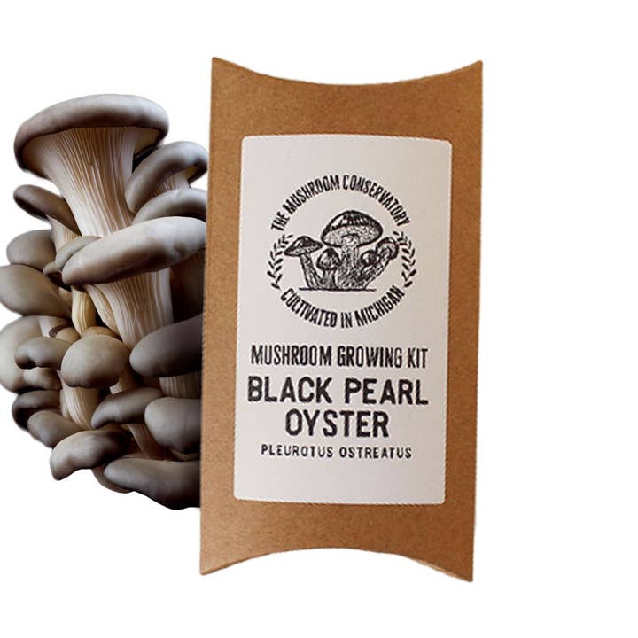Kit de culture de pleurotes Black Pearl pour la vente par The Mushroom Conservatory LLC
