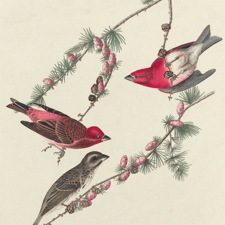 Pintarroxo-de-cabeça-roxa Poster por William Home Lizars após Audubon por atacado de PERIOD PRINTS