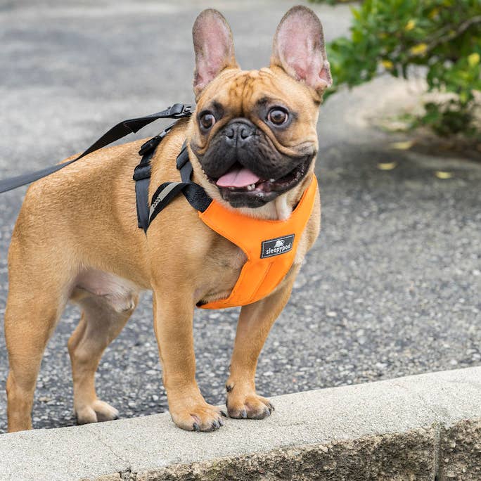 Sleepypod – wholesale Pet harness – Dog – Clickit Sport Plus Car Harness10