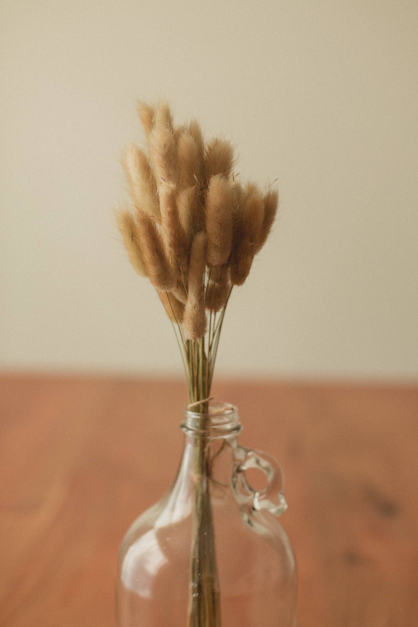 Eucalypt Co. - Venta al por mayor Flores secas/prensadas - Colas de conejo preservadas22