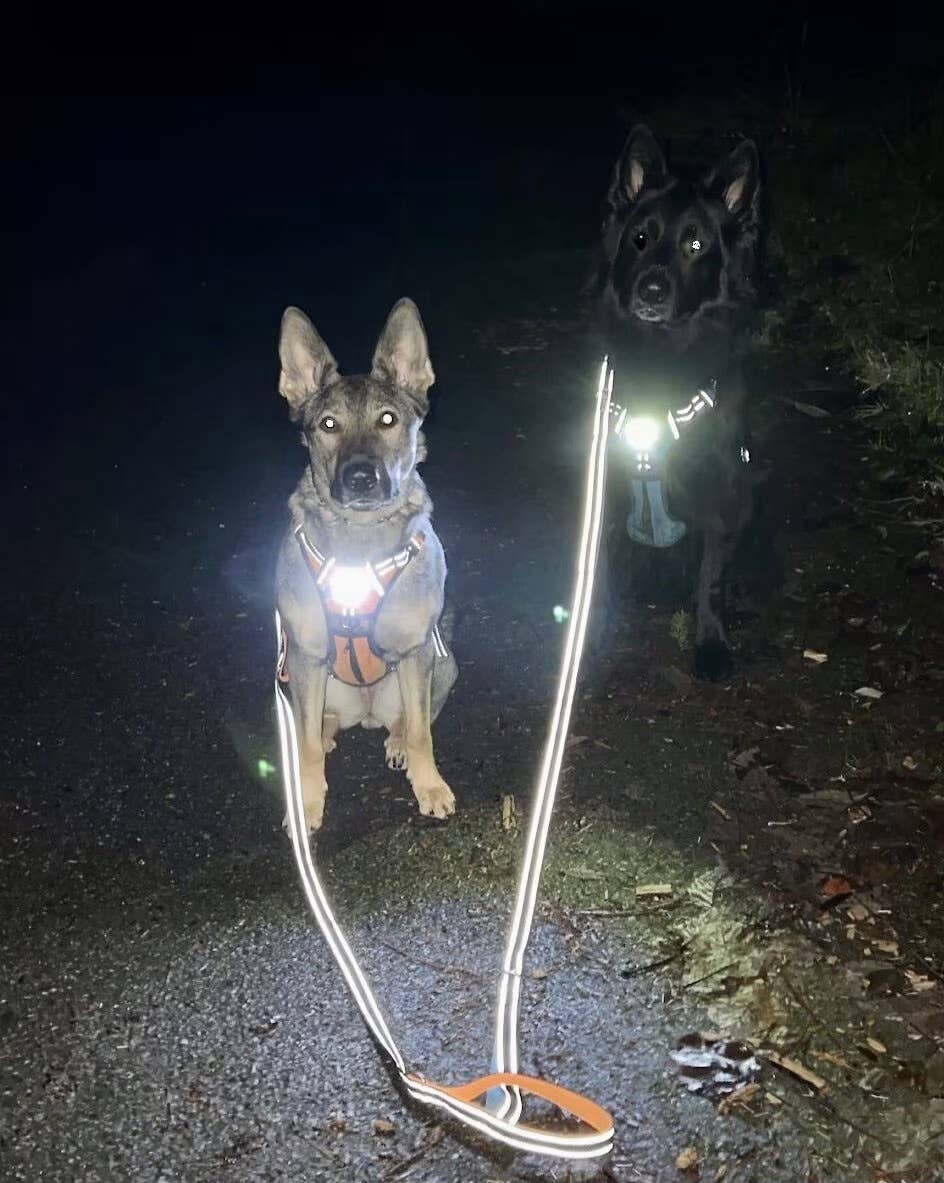 Headlight Harness - Venta al por mayor Correa - Perros - Colecciones de Invierno/ Primavera/ Correas de Colores Brillantes/ REGALOS PARA PERROS4