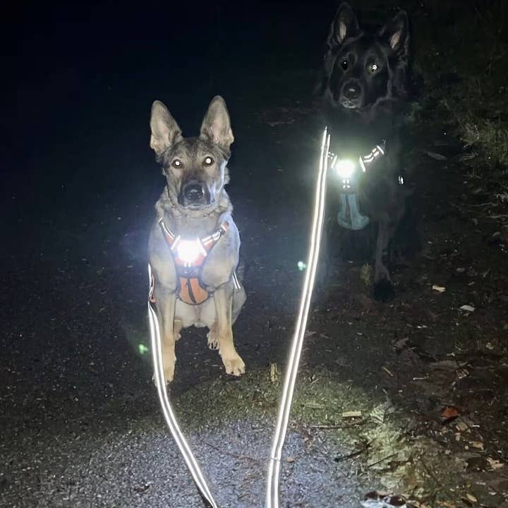 Headlight Harness - Venta al por mayor Correa - Perros - Colecciones de Invierno/ Primavera/ Correas de Colores Brillantes/ REGALOS PARA PERROS4