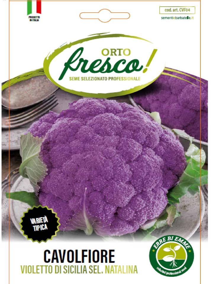 Sicilian Purple Cauliflower Sel. Natalina for wholesale by Sementi & Barbatelle