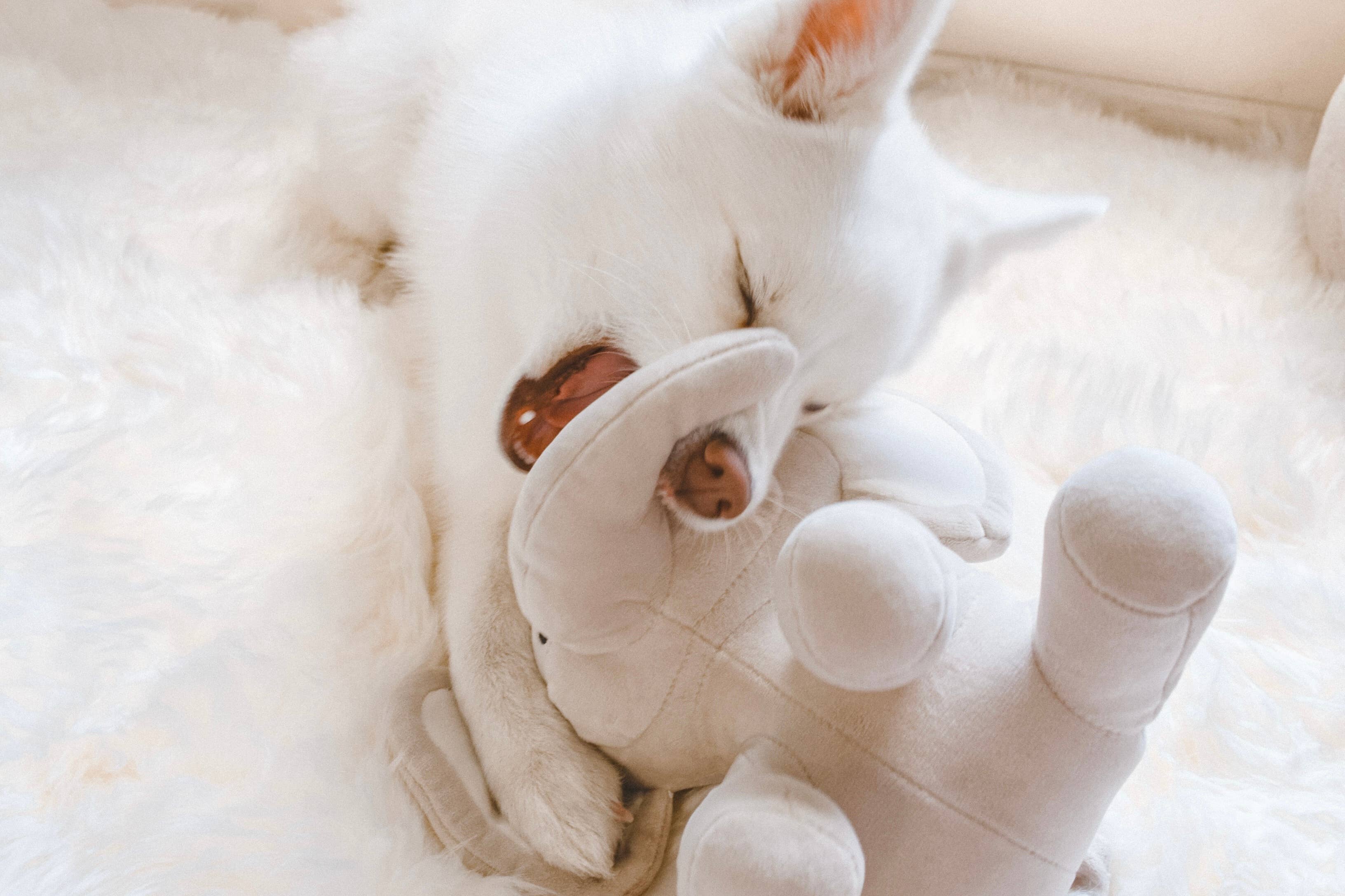 Fur Elise Pets - Wholesale Pet Plush Toy - Dog - Ella Plushie11