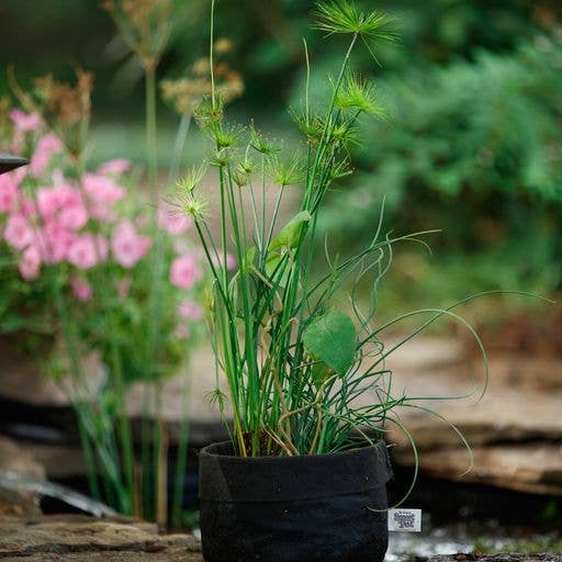 Smart Pots - Venta al por mayor Macetas - Macetas para estanque de 10 galones9