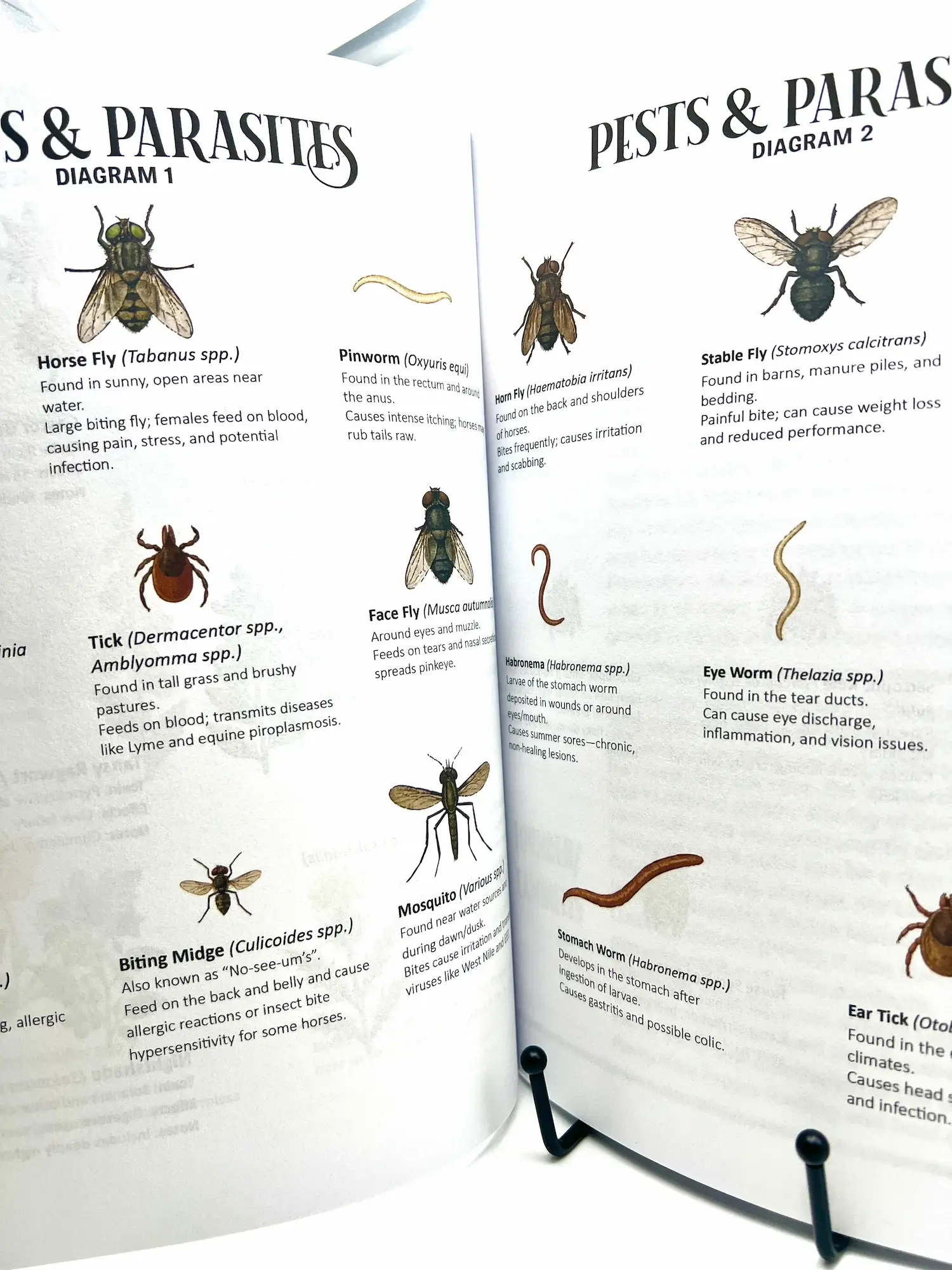 Circus Unicorn Shop - Wholesale Book - Kids - Horse Workbook Vol. II7