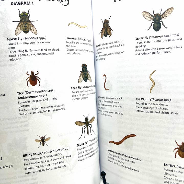 Circus Unicorn Shop - Wholesale Book - Kids - Horse Workbook Vol. II7