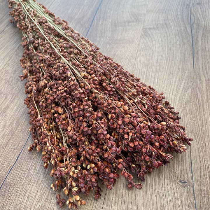 Lovejoy Farms Premium Dried Flowers – wholesale Dried/pressed flowers – Broom Corn