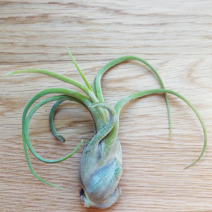 Etairnity - Venta al por mayor Plantas naturales - Tillandsia Caput-Medusa