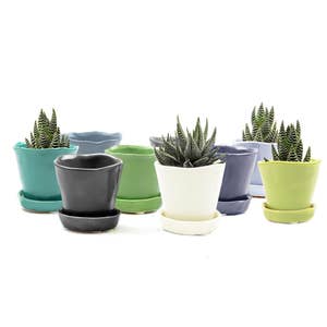 Small Pots – Chive Wholesale
