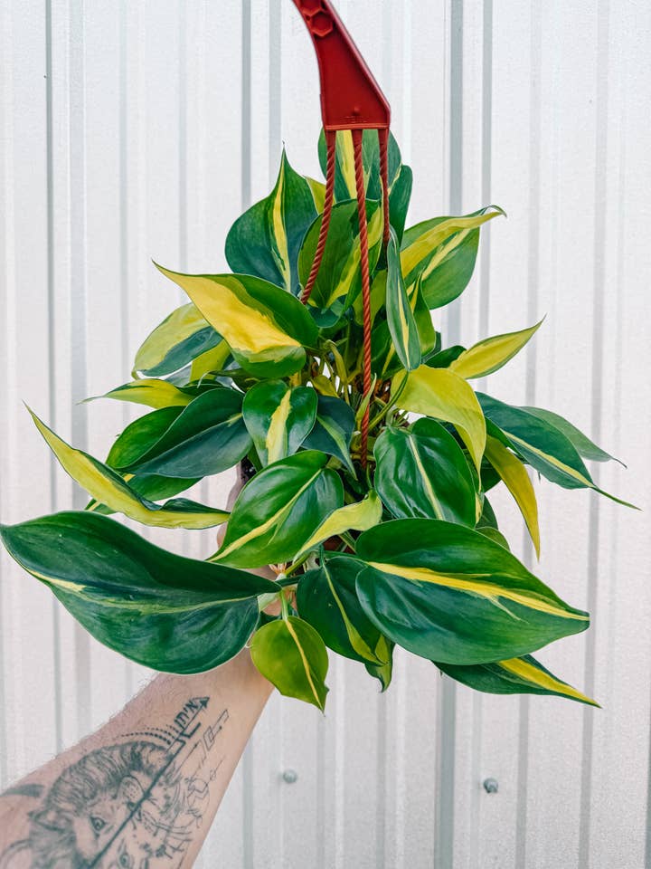 6" Philodendron 'Brasil' (Hanging Basket) for wholesale by BWH Plant Co
