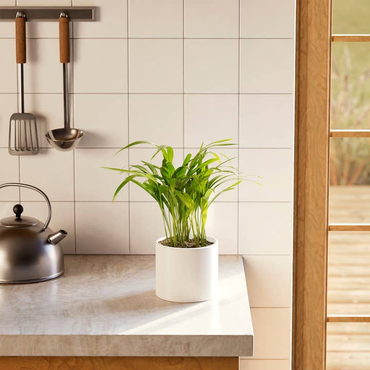 Lively Root - Wholesale Live Plant - Areca Palm Indoor Tree26