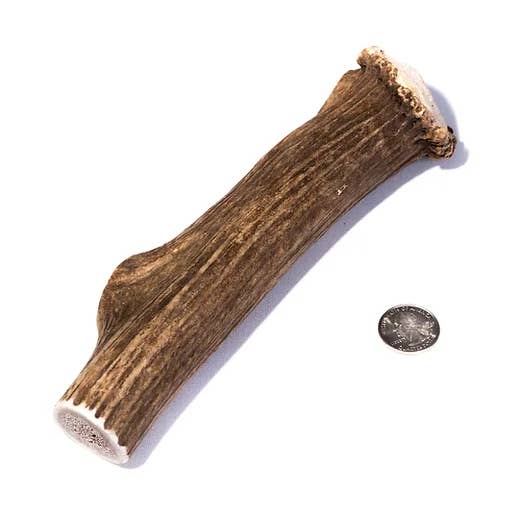 Extra Large Elk Antler Dog Chew for wholesale by Summit Antler Chews