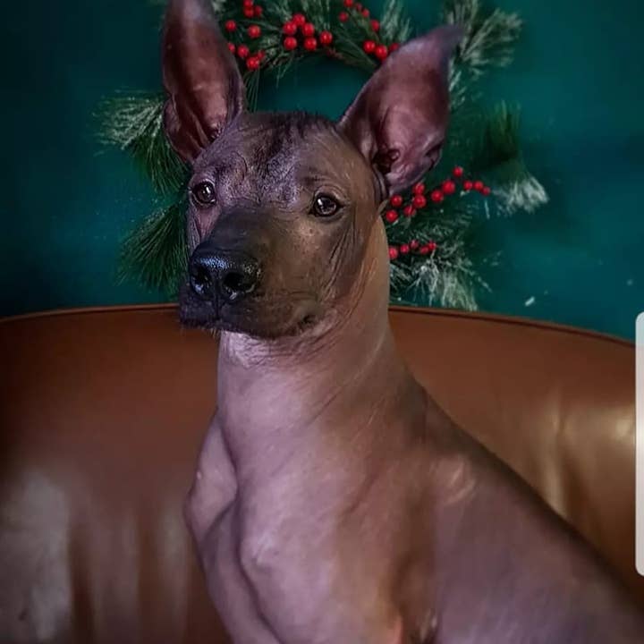 Bawaw - Wholesale Pet Shampoo - Dog - Antigrat' shampoo - COSMOS ORGANIC Certified by Cosmécert1