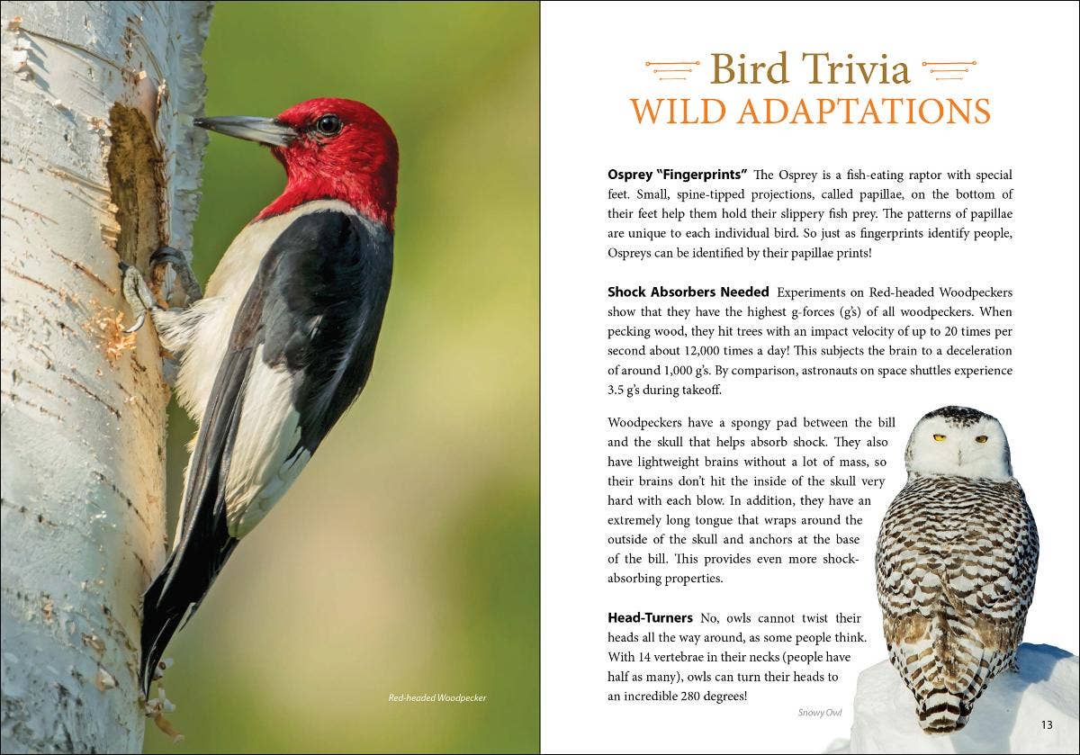 AdventureKEEN - Wholesale Nature & Outdoors Book - Bird Trivia5