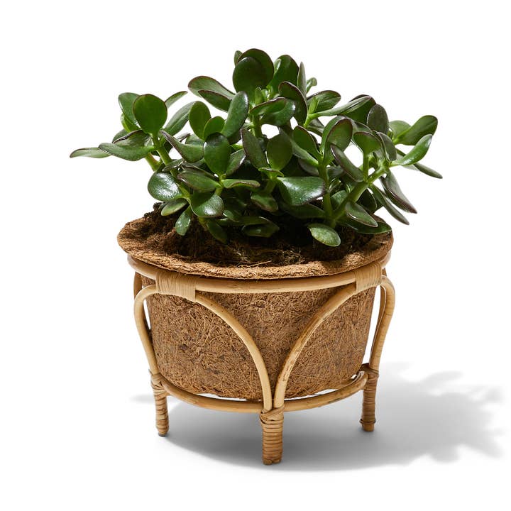 Entryways - Wholesale Plant Pot - 8.5" Nest Rattan Coir Planter0