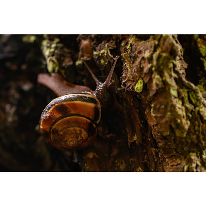 Photography Print "Cosmic" • PNW, Snail, Portland for wholesale by Andrea Morris Art