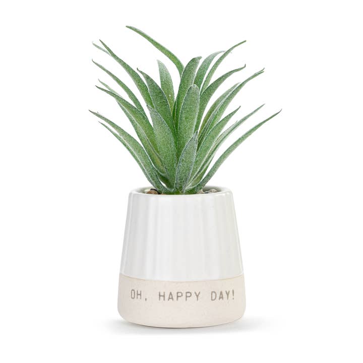 Happy Day Just Because Mini Succulent for wholesale by DEMDACO