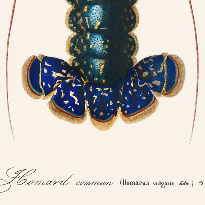 Aster Edition - Wholesale Poster - Poster: Homarus Vulgaris3