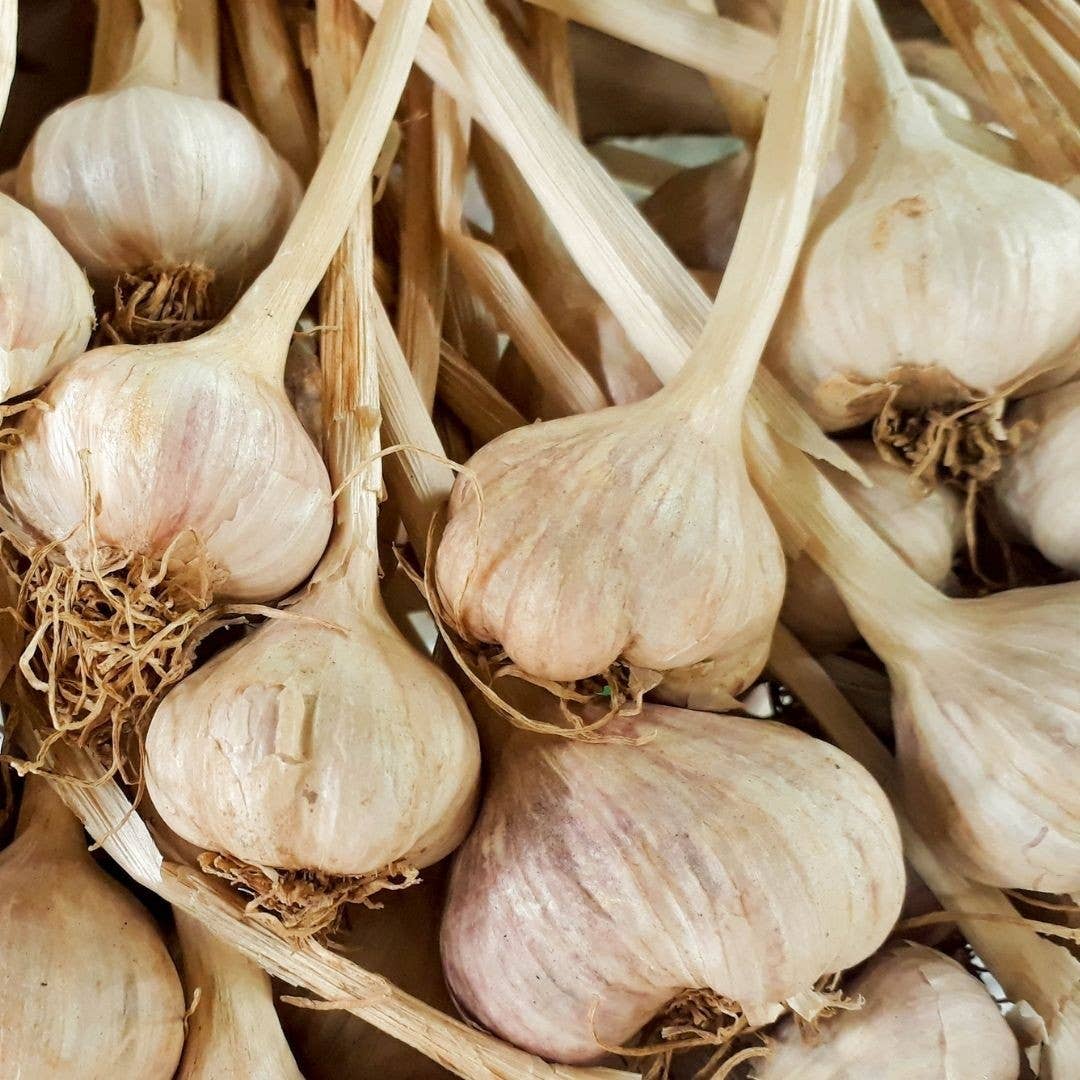 Sementi & Barbatelle - Wholesale Plant Seeds - White Garlic0