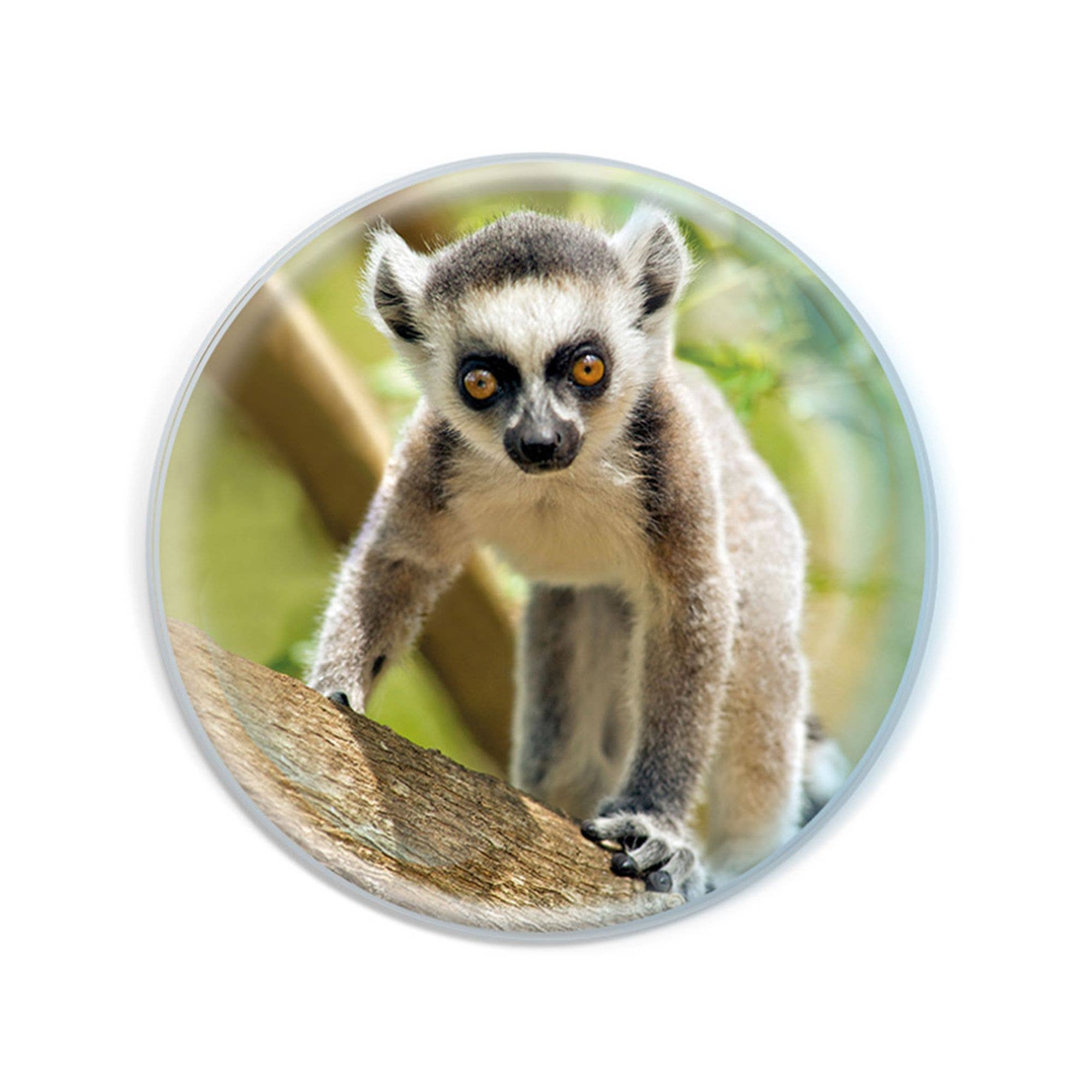 Deluxebase - Wholesale Magnet - Magnidomes - Ring-Tailed Lemur Fridge Magnet0