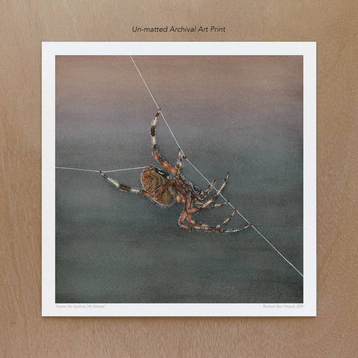 Spotted Orb Weaver Art Print for wholesale by Rachael Bee Artwork