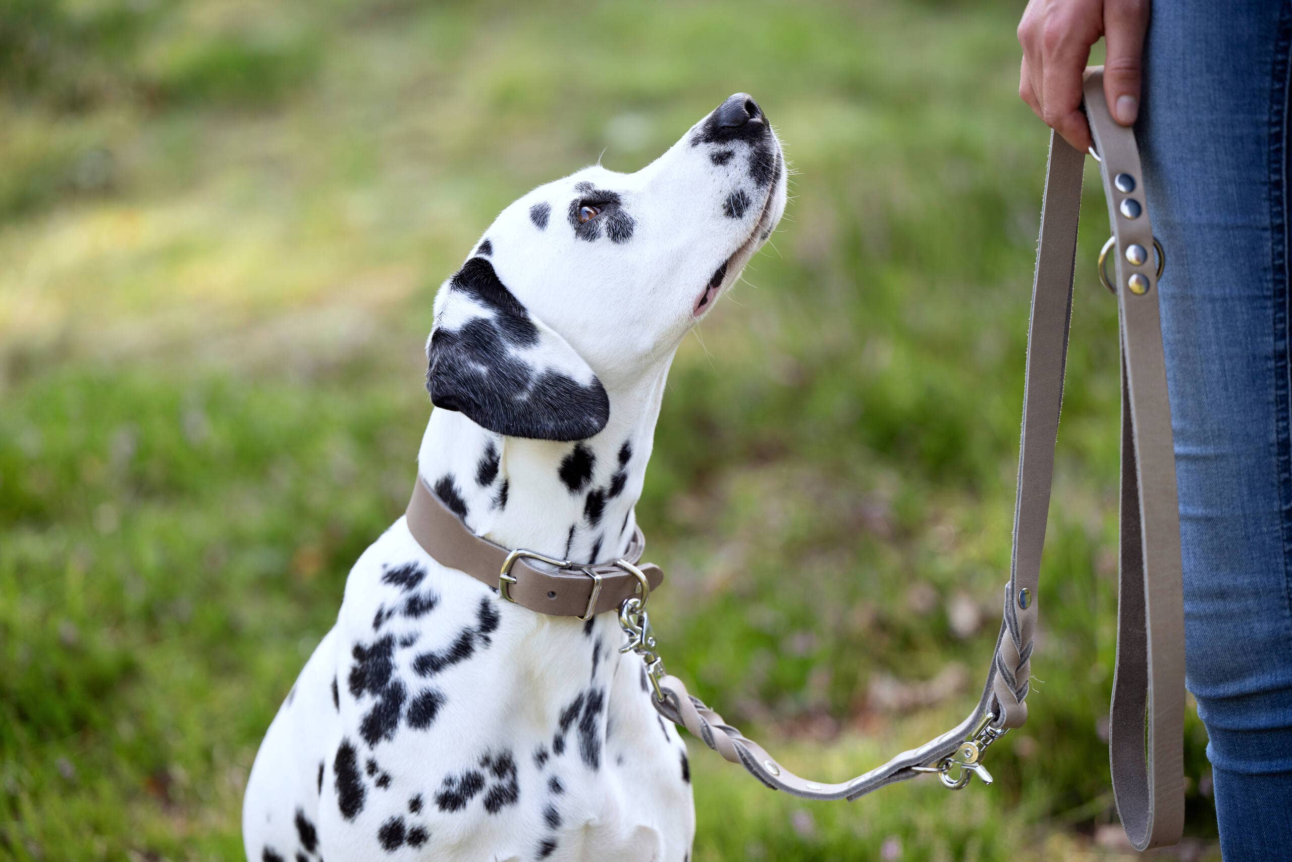 LABONI - Volentis GmbH - Vente Collier – chien - Collier pour chien GIRO en cuir souple à prise ferme15