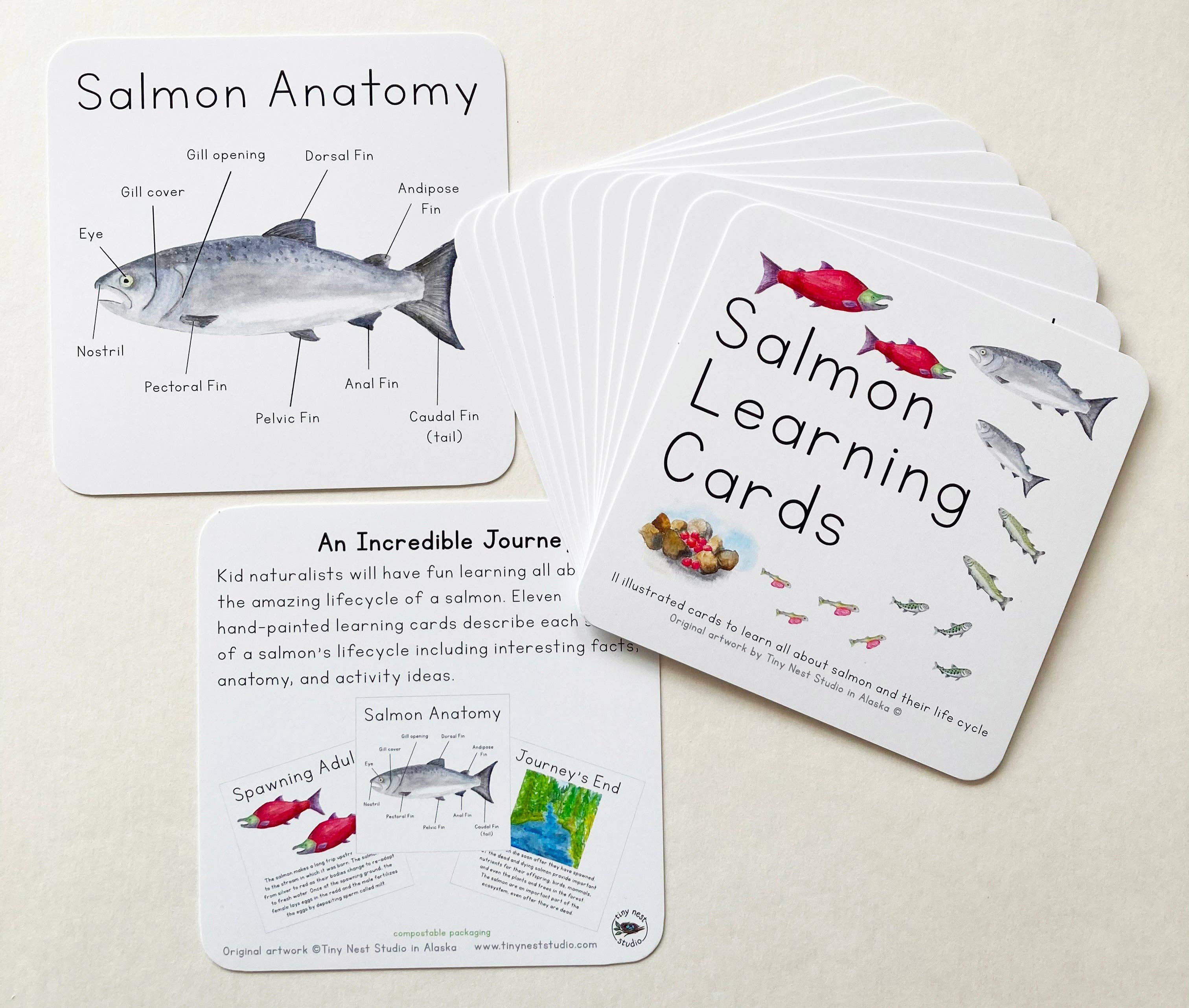 Tiny Nest Studio – Engroshandel Læringskort - Børn og baby – Laks livscyklus læringskort6