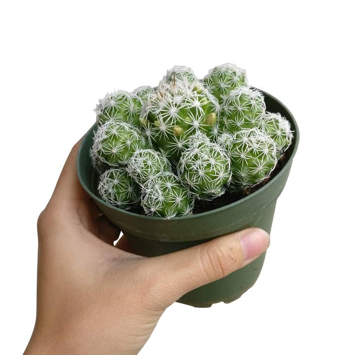 Best Plant Friend - Wholesale Live Plant - Thimble Mammillaria Cactus - Live Cactus in 2/4" Pot