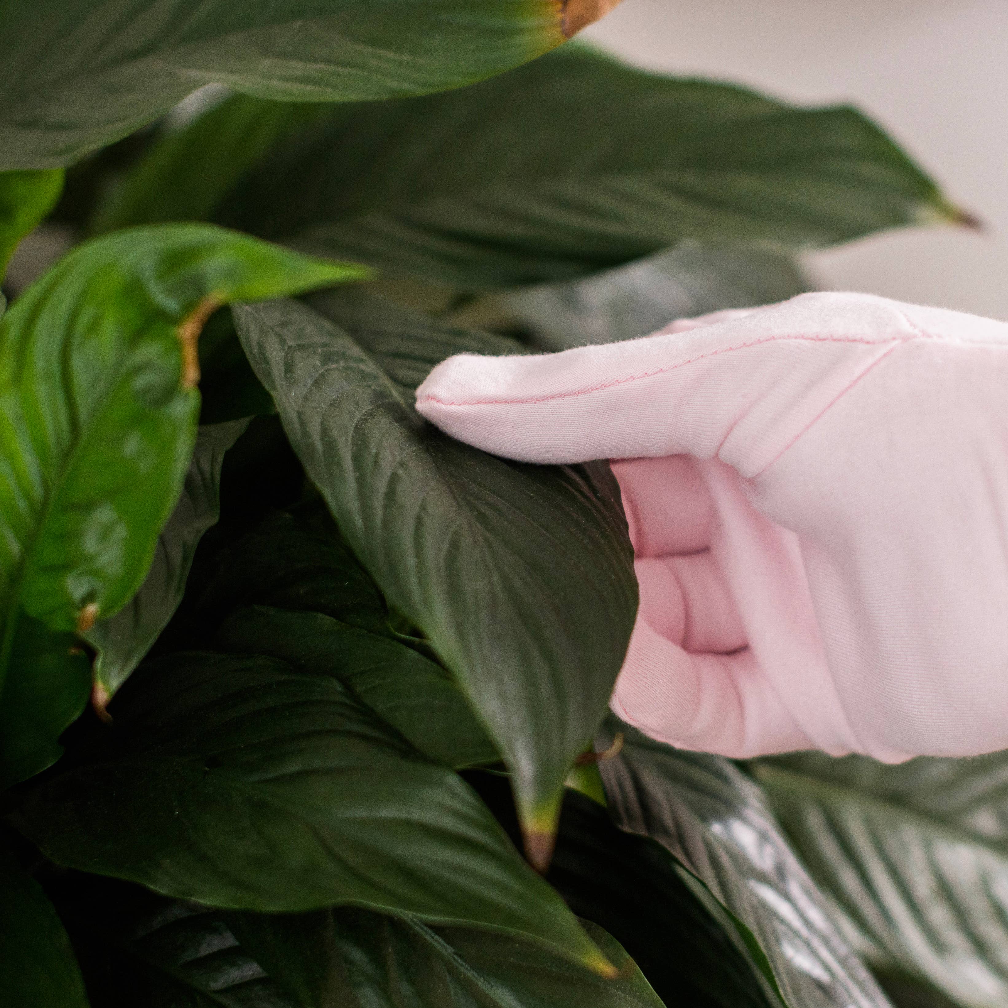 Bubblegum Stuff US - Vente Gants de jardin - Gants à épousseter pour plantes d'intérieur | Entretien des plantes | Cadeaux de jardinage1
