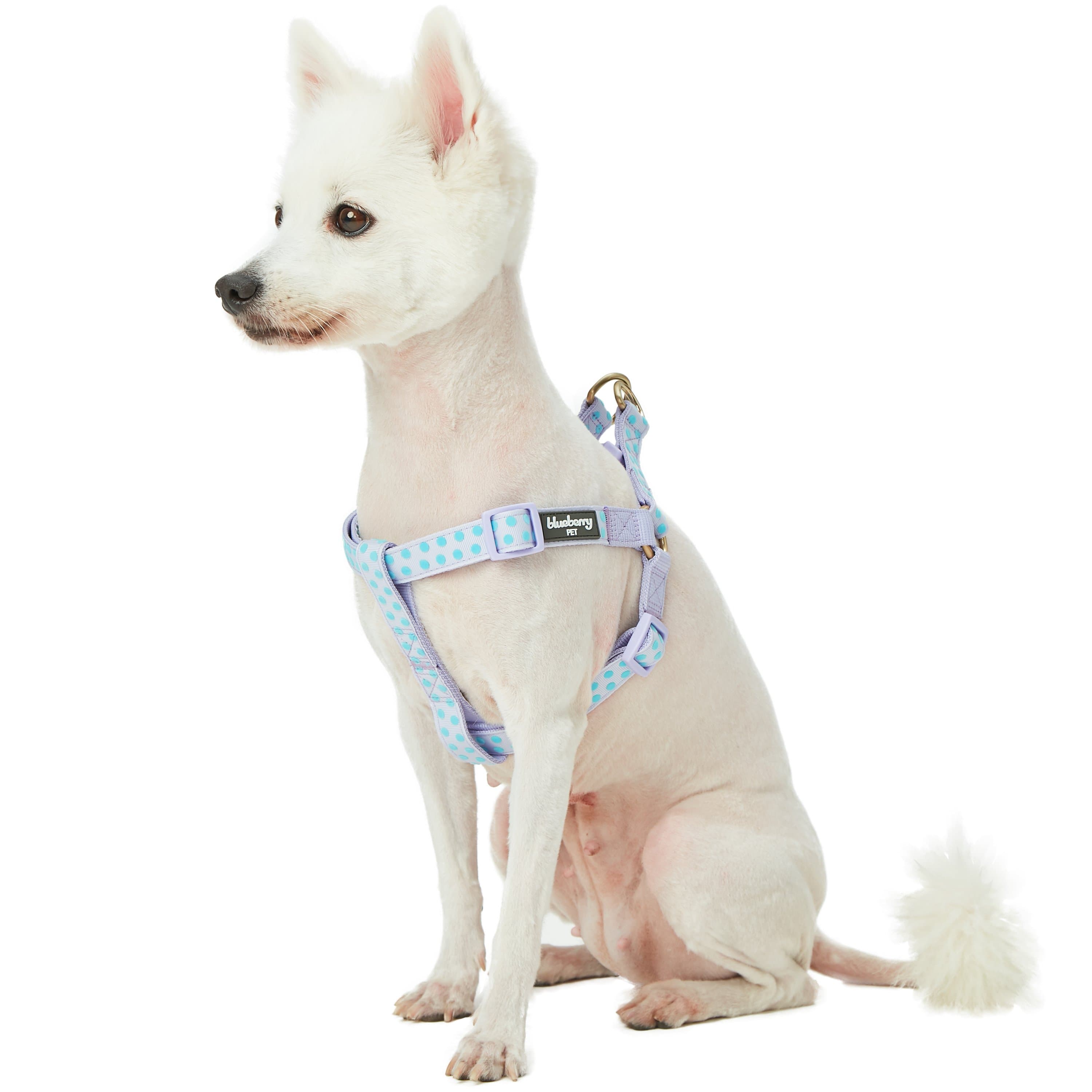 Blueberry Pet - Vente Harnais – chien - Harnais floqué à pois en velours pour chien8