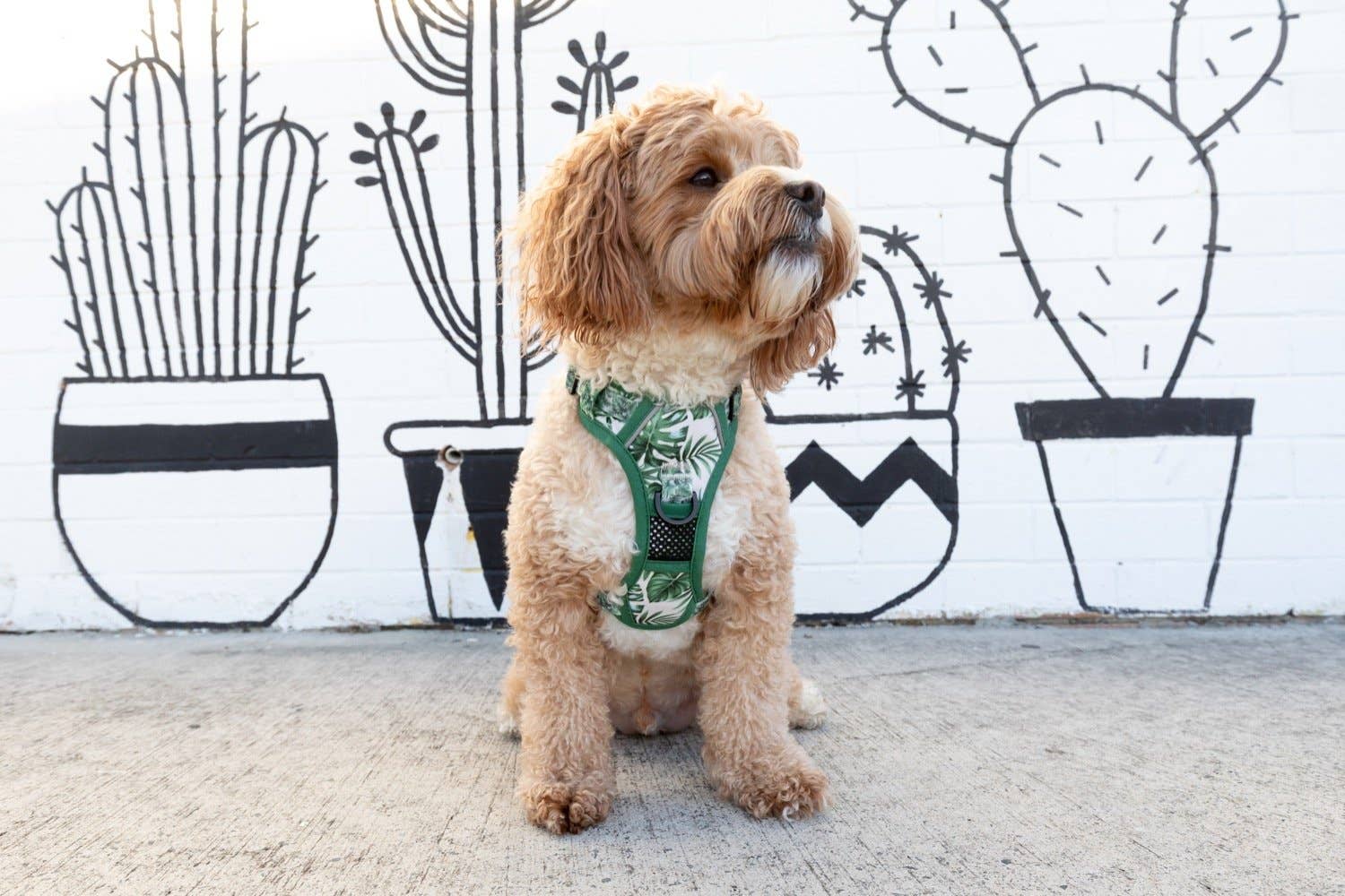 Big and Little Dogs – Engroshandel Kæledyrssele – Hund – Multifunktionelt hundesele: Lost In Paradise fra Big and Little Dogs4