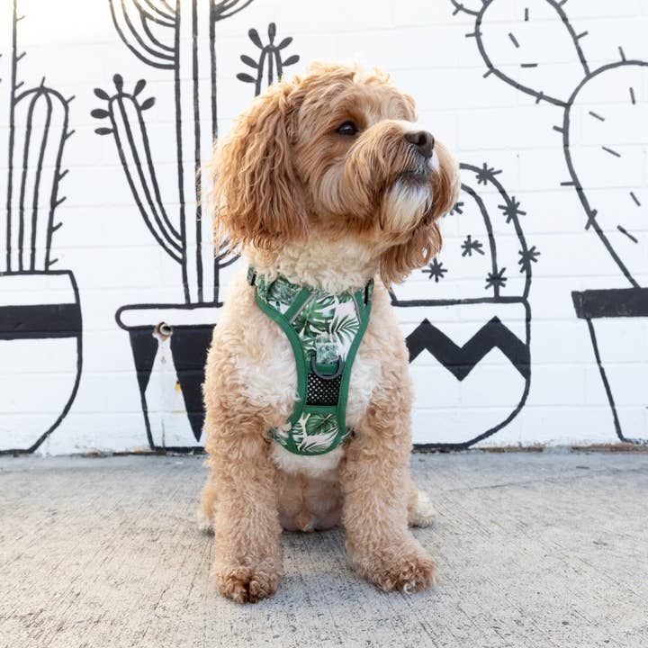 Big and Little Dogs – wholesale Sele - Hund – DEN ALLROUNDARE HUNDHARNESS: Förlorad i paradiset4