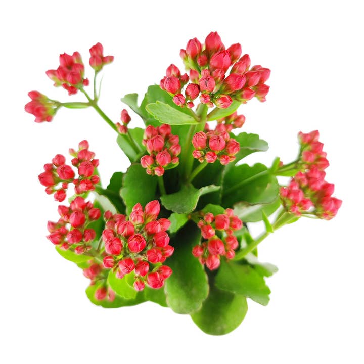 Best Plant Friend - Wholesale Live Plant - Kalanchoe blossfeldiana 'Calandiva Red' in 2"/4.5"/6" Pot