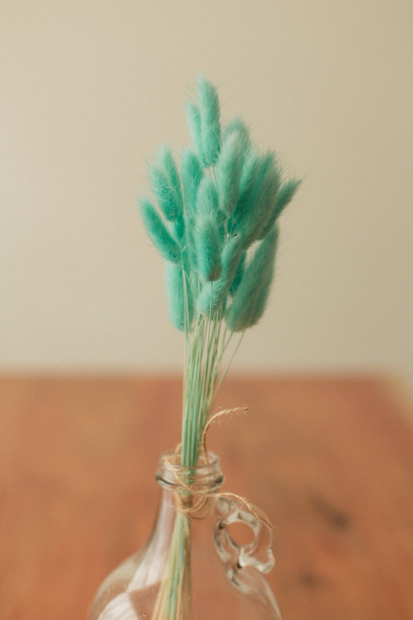 Eucalypt Co. - Venta al por mayor Flores secas/prensadas - Colas de conejo preservadas18