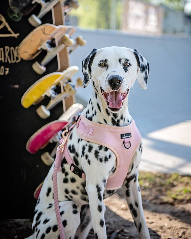 Cavology - Wholesale Pet Harness - Dog - DOG ADJUSTABLE HARNESS ASSORTED PACK 10