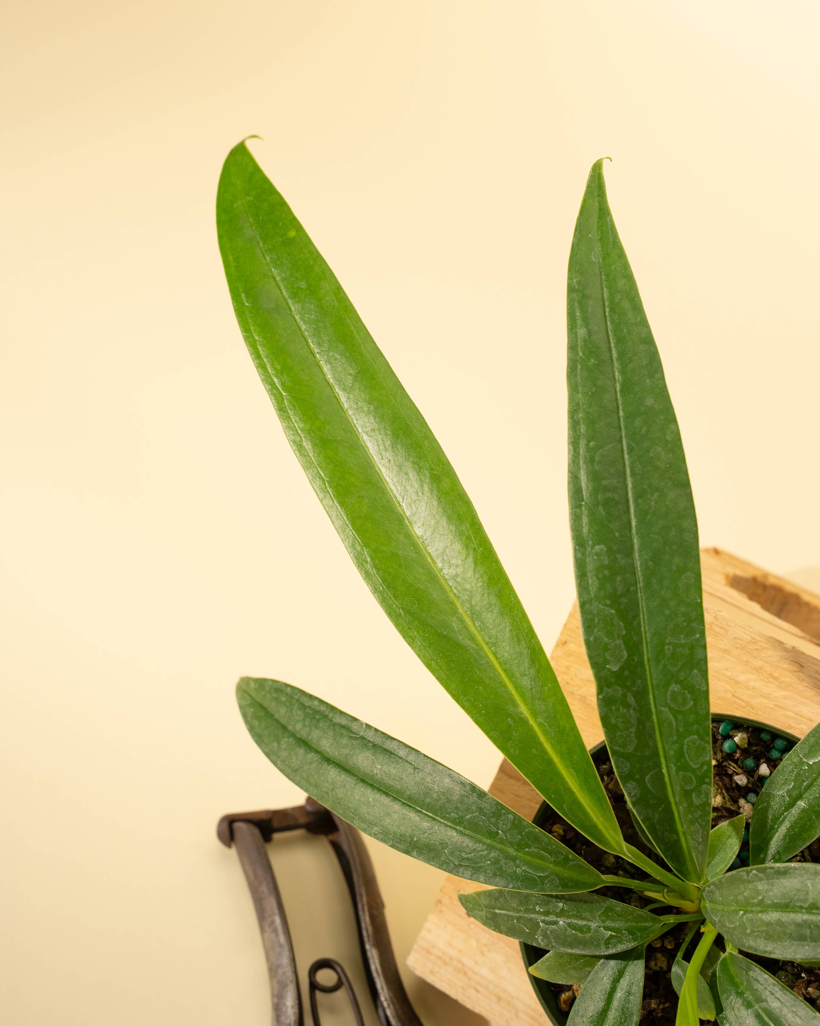 BWH Plant Co - Wholesale Live Plant - 4" Anthurium 'Bakeri'3