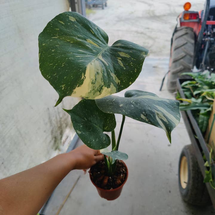 Constellation Monstera Thai de 4 po pour la vente par Triad Plants