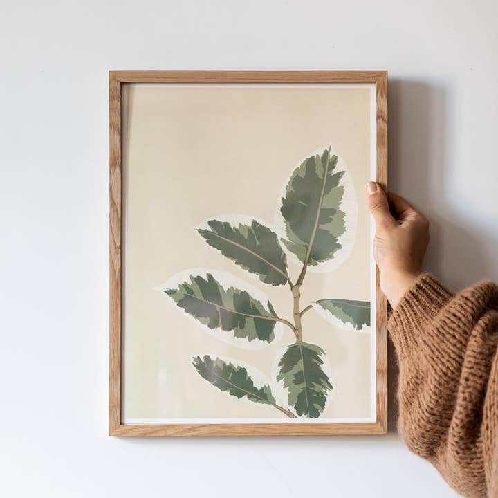 Ficus El Tineke Poster for wholesale by Flowrette