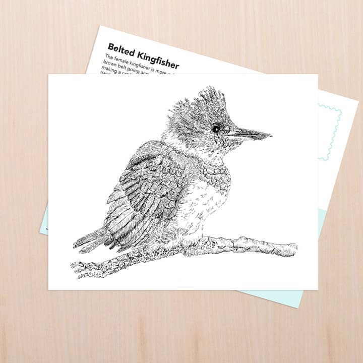 Belted Kingfisher Art for wholesale by Coy Ink Studio