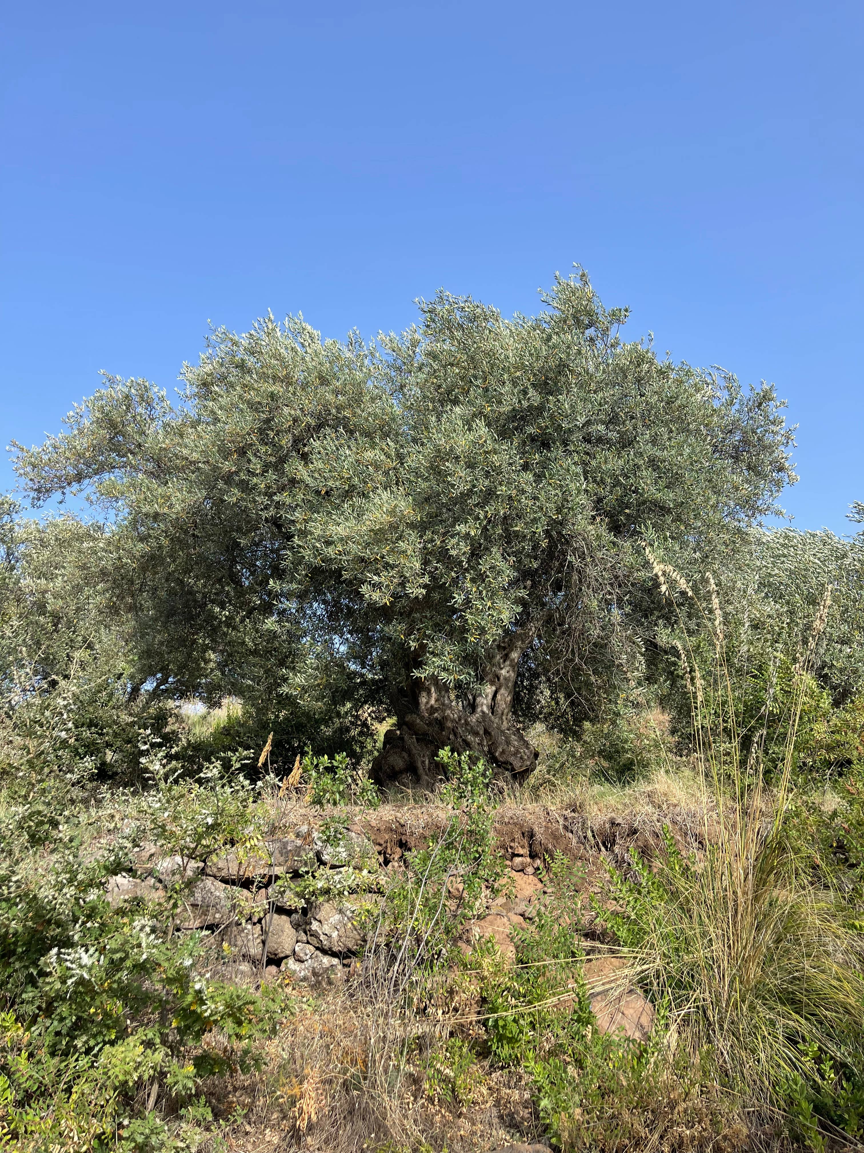 Masseria Estate - Wholesale Olive Oil - Hand-Harvested USDA Organic Extra Virgin Olive Oil (12)6