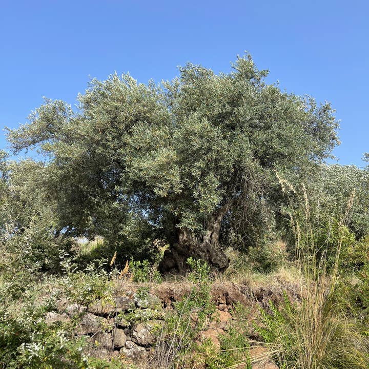 Masseria Estate - Wholesale Olive Oil - Hand-Harvested USDA Organic Extra Virgin Olive Oil (12)6